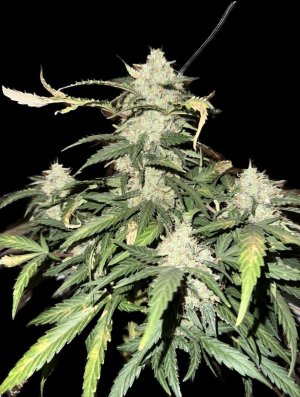 A2B74FFF-22CE-47D3-B742-B7F5ACF51EC6.jpeg A2B74FFF-22CE-47D3-B742-B7F5ACF51EC6.jpeg