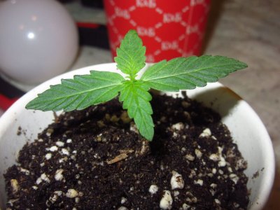 джони.jpg джони.jpg