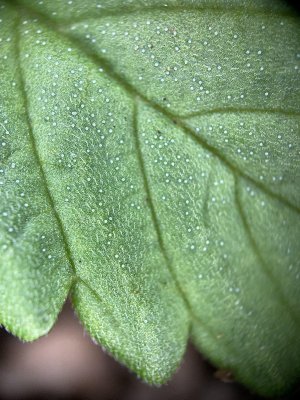 IMG_7902.jpeg IMG_7902.jpeg