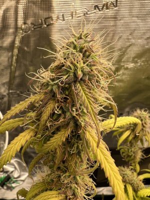 EDEA9CAC-9A59-419A-9807-1093871BB5A9.jpeg EDEA9CAC-9A59-419A-9807-1093871BB5A9.jpeg