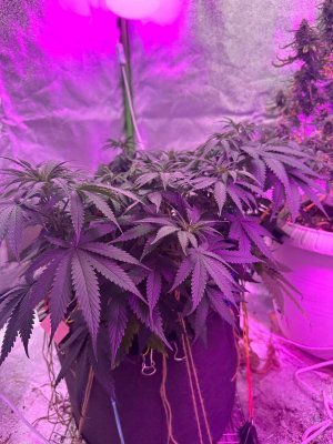 77AAD801-BE33-493E-AE6B-A7D594E71B83.jpeg 77AAD801-BE33-493E-AE6B-A7D594E71B83.jpeg