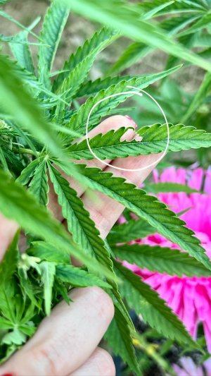 ACE10FDB-034C-4AED-9D56-81EE23482EEF.jpeg ACE10FDB-034C-4AED-9D56-81EE23482EEF.jpeg