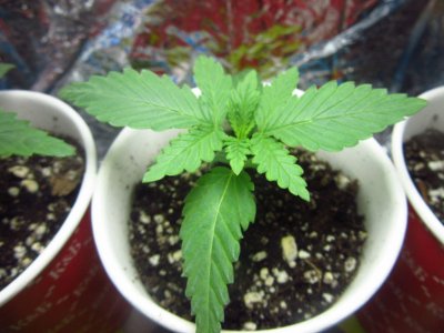 скорее всего ак.jpg скорее всего ак.jpg