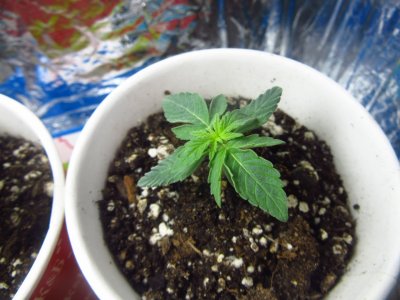 скорее всего веддинг.jpg скорее всего веддинг.jpg