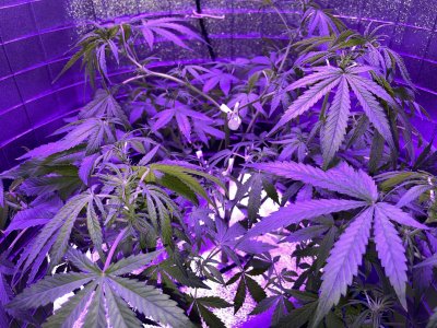 317B0604-0A89-49AE-988B-53002755675A.jpeg 317B0604-0A89-49AE-988B-53002755675A.jpeg