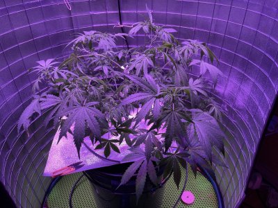 D071BC14-DFAC-48BA-B914-D9574FF2DA2C.jpeg D071BC14-DFAC-48BA-B914-D9574FF2DA2C.jpeg