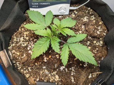 PXL_20230629_074312431.MP.jpg PXL_20230629_074312431.MP.jpg