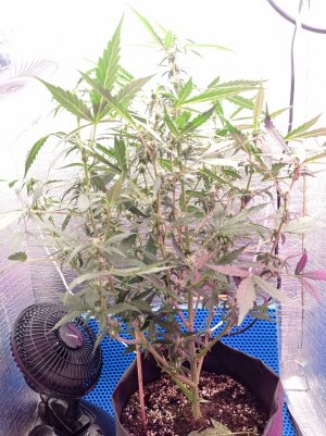 16882032344658911340783980757131.jpg 16882032344658911340783980757131.jpg