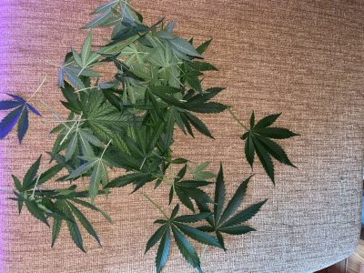 BB8560A1-A80D-407D-9922-328E09DB7C16.jpeg BB8560A1-A80D-407D-9922-328E09DB7C16.jpeg