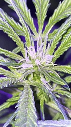 CDFBB887-099A-4B3C-B651-10DCD83D2F97.jpeg CDFBB887-099A-4B3C-B651-10DCD83D2F97.jpeg