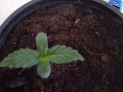 16883005636543107142374652762069.jpg 16883005636543107142374652762069.jpg