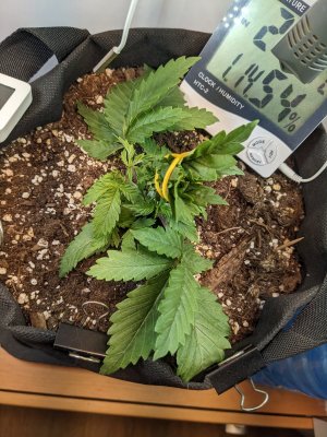 PXL_20230702_091116092.MP.jpg PXL_20230702_091116092.MP.jpg