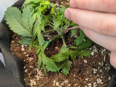 PXL_20230703_200201929.MP.jpg PXL_20230703_200201929.MP.jpg