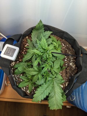 PXL_20230705_080000004.MP.jpg PXL_20230705_080000004.MP.jpg