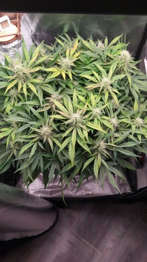 IMG_20230705_201119.jpg IMG_20230705_201119.jpg