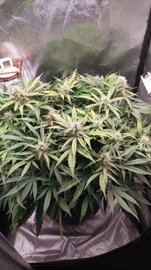 IMG_20230705_201108.jpg IMG_20230705_201108.jpg