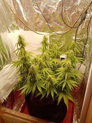 IMG_20230706_141324.jpg IMG_20230706_141324.jpg