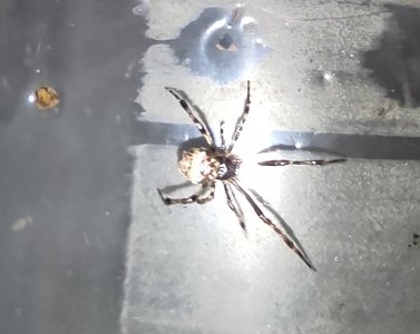 IMG_20230706_183356.jpg IMG_20230706_183356.jpg