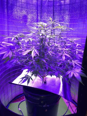 IMG_0915.JPG IMG_0915.JPG