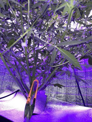 IMG_0916.JPG IMG_0916.JPG