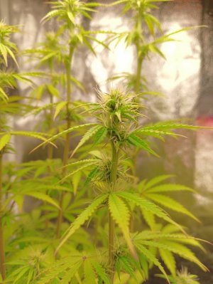 IMG20230707095557.jpg IMG20230707095557.jpg