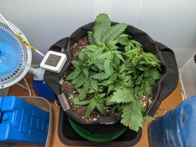 PXL_20230706_075559677.MP.jpg PXL_20230706_075559677.MP.jpg