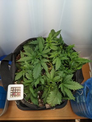 PXL_20230707_231639370.MP.jpg PXL_20230707_231639370.MP.jpg