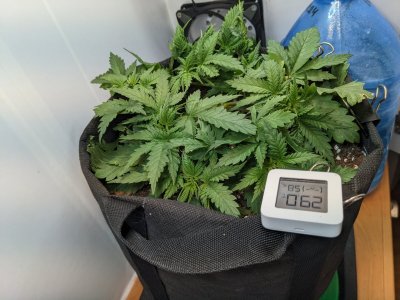 PXL_20230707_231651411.MP.jpg PXL_20230707_231651411.MP.jpg