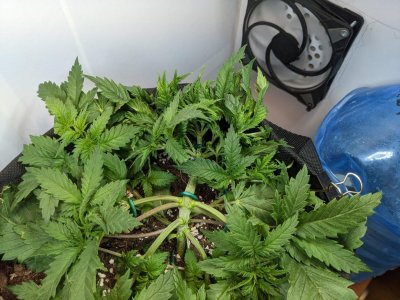 PXL_20230707_201546736.MP.jpg PXL_20230707_201546736.MP.jpg