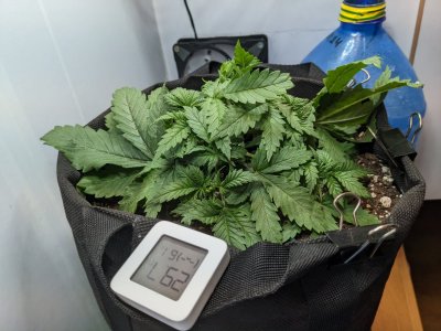 PXL_20230706_075618693.MP.jpg PXL_20230706_075618693.MP.jpg