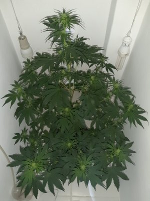 20230710_174600.jpg 20230710_174600.jpg