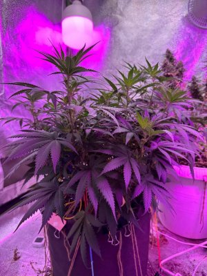 0C79FF95-48C2-49D1-9868-0BE3236A5D0B.jpeg 0C79FF95-48C2-49D1-9868-0BE3236A5D0B.jpeg