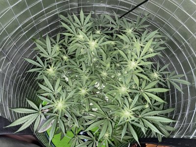 44434AD3-5F92-4036-B9FB-BD9FC2DFF256.jpeg 44434AD3-5F92-4036-B9FB-BD9FC2DFF256.jpeg