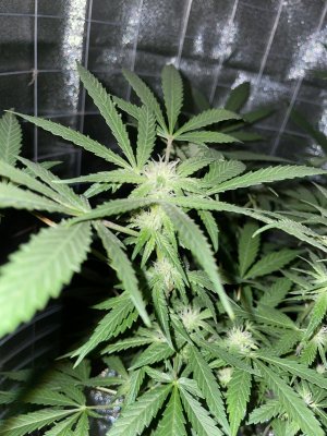 E33A3058-7AB7-482D-8C8F-A8B33942E3AC.jpeg E33A3058-7AB7-482D-8C8F-A8B33942E3AC.jpeg