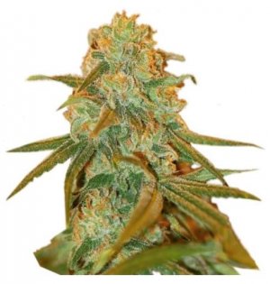 Lemon Skunk.jpg Lemon Skunk.jpg