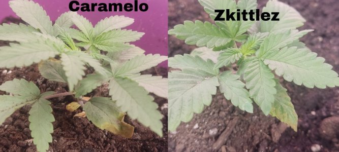 Picsart_23-07-11_10-34-33-981.jpg Picsart_23-07-11_10-34-33-981.jpg