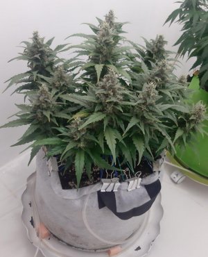 20230711_200150.jpg 20230711_200150.jpg