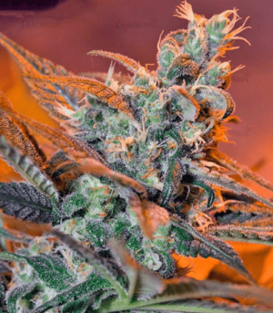 1639989728851.png 1639989728851.png