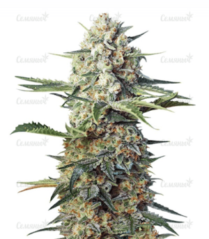 1639991891077.png 1639991891077.png