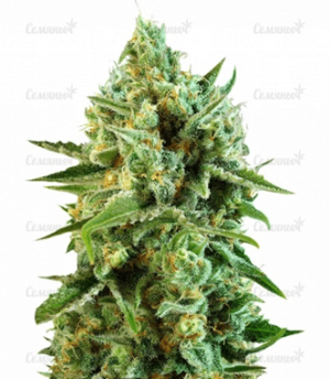 1640079001675.png 1640079001675.png