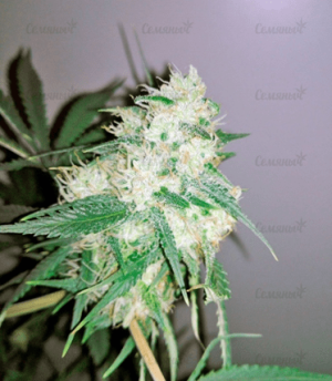 1640084094881.png 1640084094881.png