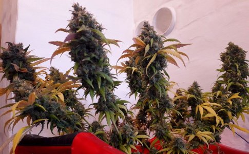 critical-kali-mist-fem-delicious-seeds__zpjb7mDzE1pAUGD7.jpg