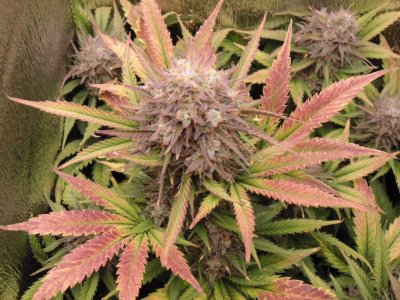 DSC00171.JPG DSC00171.JPG