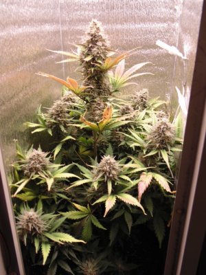 DSC00186.JPG DSC00186.JPG