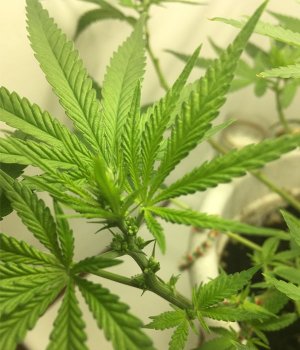 hfghfghfhf.jpg hfghfghfhf.jpg