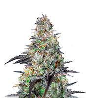 Mimosa-Cake-Auto-mini--fdNxrUyF6GsJctHy__u4S69RjPi2u7SVh5.jpg Mimosa-Cake-Auto-mini--fdNxrUyF6GsJctHy__u4S69RjPi2u7SVh5.jpg