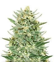 strawberry-banana-auto-mini--eBk7Rj7qKMQUGmD4__AMgzXvcbF7tn6G4m.jpg strawberry-banana-auto-mini--eBk7Rj7qKMQUGmD4__AMgzXvcbF7tn6G4m.jpg