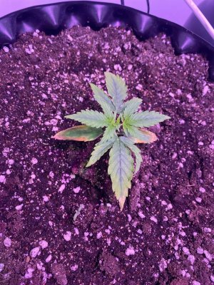 photo_2021-12-27_12-47-12.jpg photo_2021-12-27_12-47-12.jpg