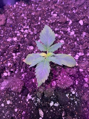 photo_2021-12-27_12-47-07.jpg photo_2021-12-27_12-47-07.jpg