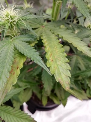 изображение_viber_2022-01-06_19-07-17-062.jpg изображение_viber_2022-01-06_19-07-17-062.jpg